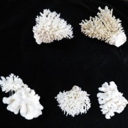 Vintage Antique Coral Specimens – $95-$125 each