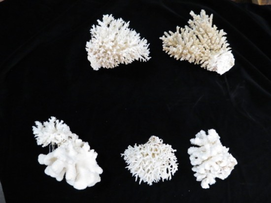Vintage Antique Coral Specimens – $95-$125 each
